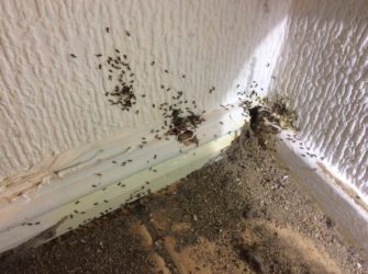 В каком утеплителе не живут муравьи?