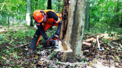Разрешение на вырубку деревьев при строительстве