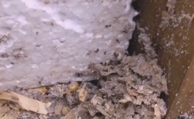 В каком утеплителе не живут муравьи?